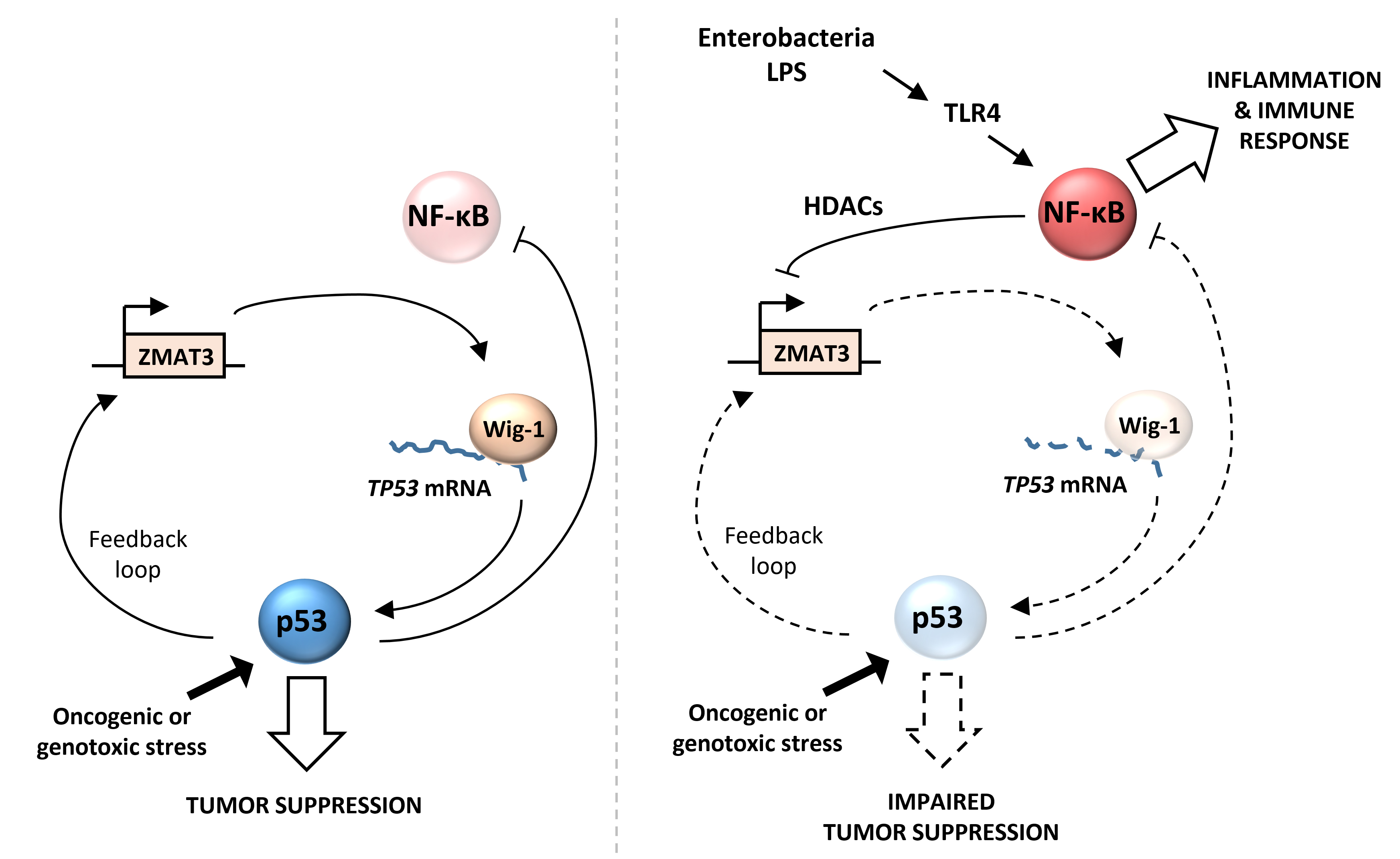 How bacterial regulation of p53 shapes tumorigenesis | Research